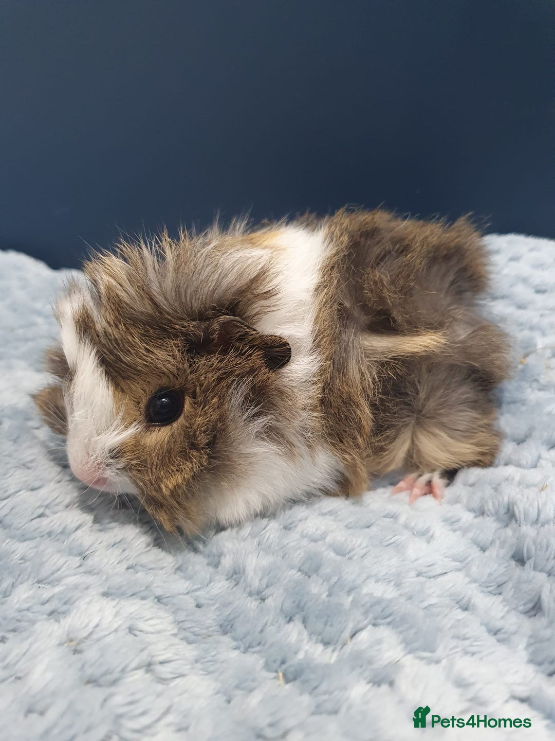 Guinea Pig rodents for sale: Absolutely Stunning Baby Boars  - Image 16