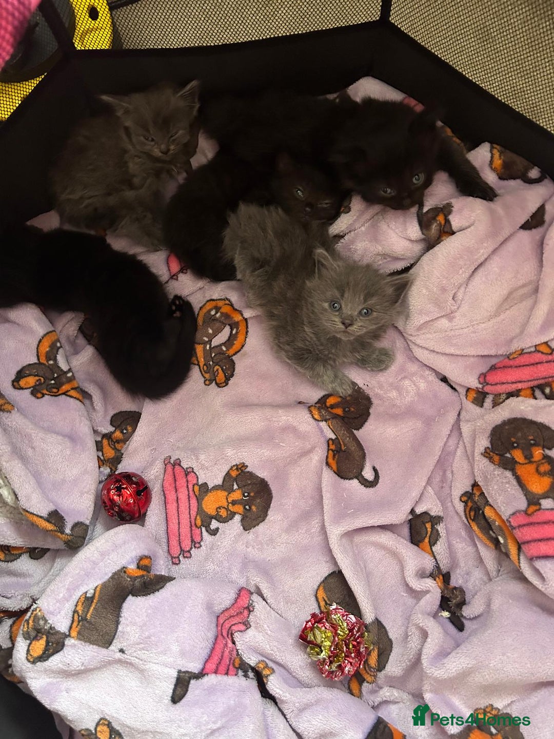 British Shorthair cats for sale: 1 Gorgeous Black kitten Remaining - Image 4