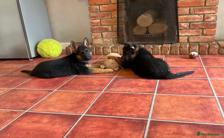 German Shepherd dogs - Advert 5
