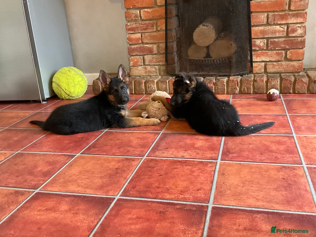 German Shepherd dogs for sale: 25 years experience  breeding German Shepherds - Image 1