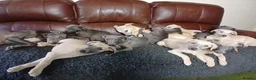 Whippet dogs for sale: High Quality Whippet pups Crufts - Advert 26