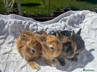 Mixed Breed rabbits 5 beautiful Rex x mini lops - Advert 10