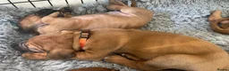 Rhodesian Ridgeback dogs for sale: KC reg/Family pet/Now accepting viewings  - Advert 6