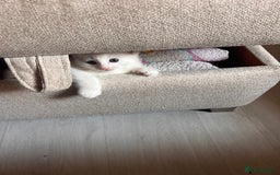British Longhair cats for sale: 2 adorable kittens looking for their forever home - Image 12