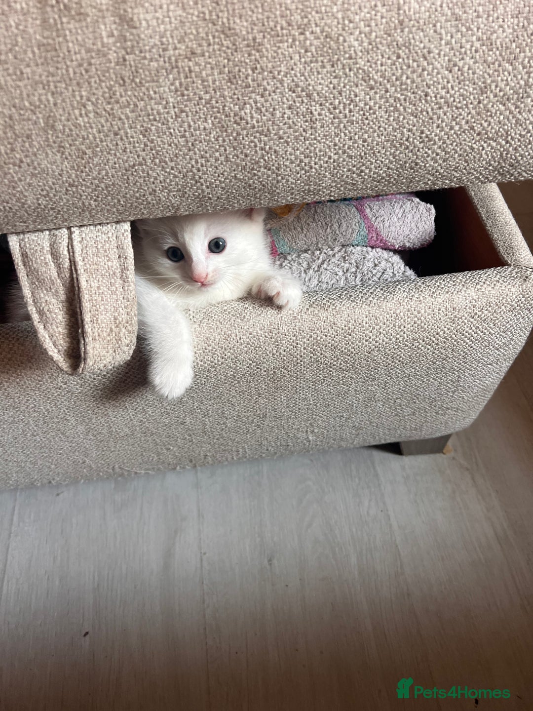 British Longhair cats for sale: 2 adorable kittens looking for their forever home - Image 12