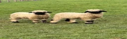Sheep livestock for sale: Valais Blacknose wethers - Advert 2
