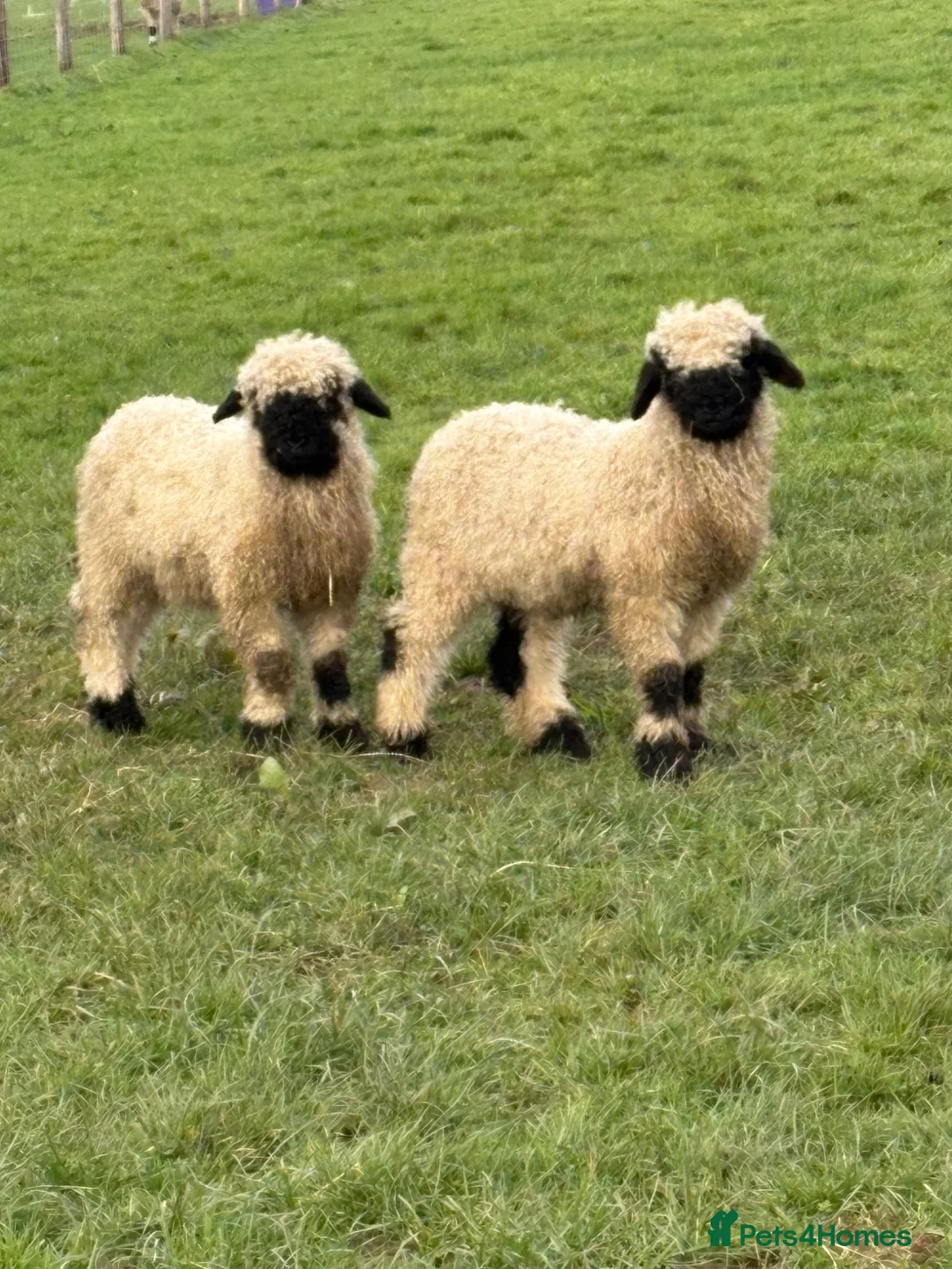 Sheep livestock for sale: Valais Blacknose wethers - Advert 2