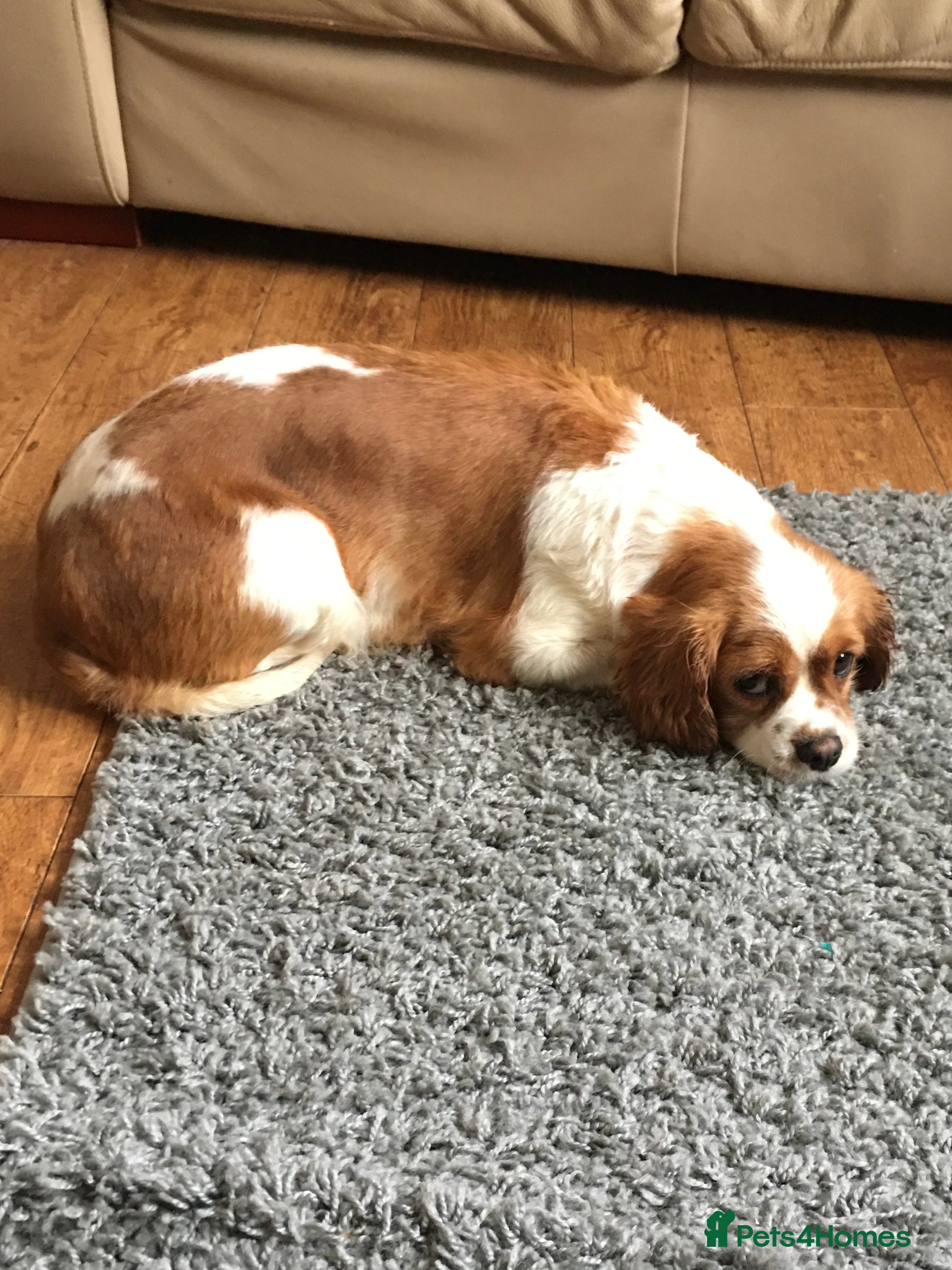 Cavapoo dogs F1 Cavapoo puppies  - Advert 1