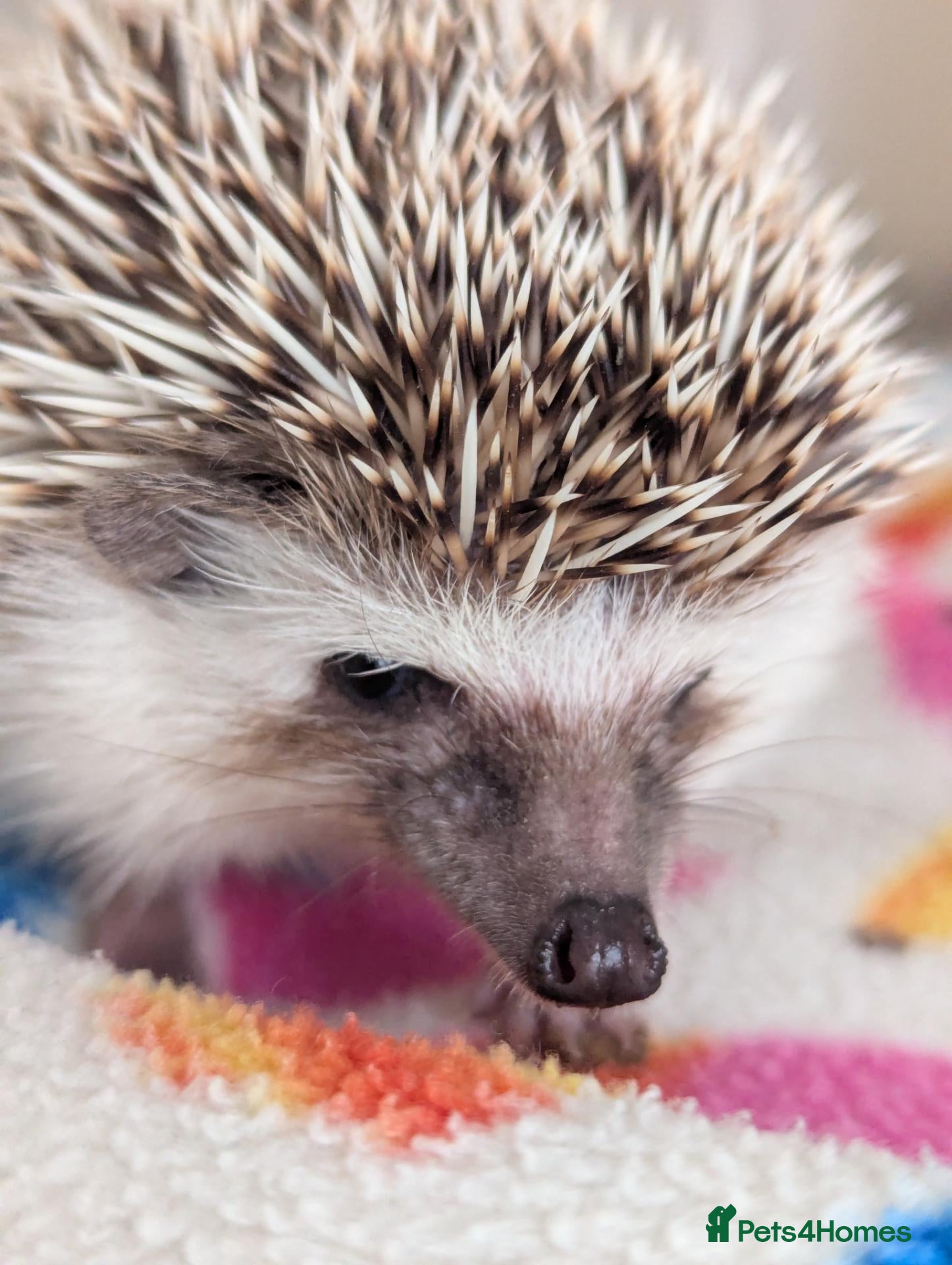 Pygmy Hedgehog rodents for sale: Grey Pinto Female 14 weeks old. ONLY £150 - Advert 2