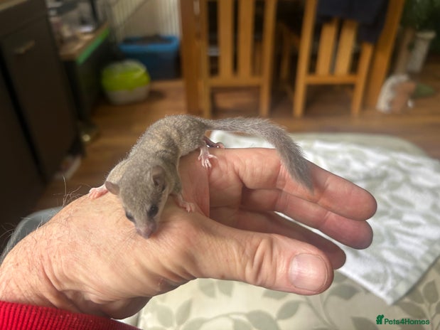 Mouse rodents - Advert 2