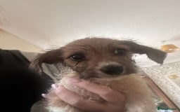 Dachshund dogs for sale: 5 dachshund x cavachon pups for sale  - Image 2