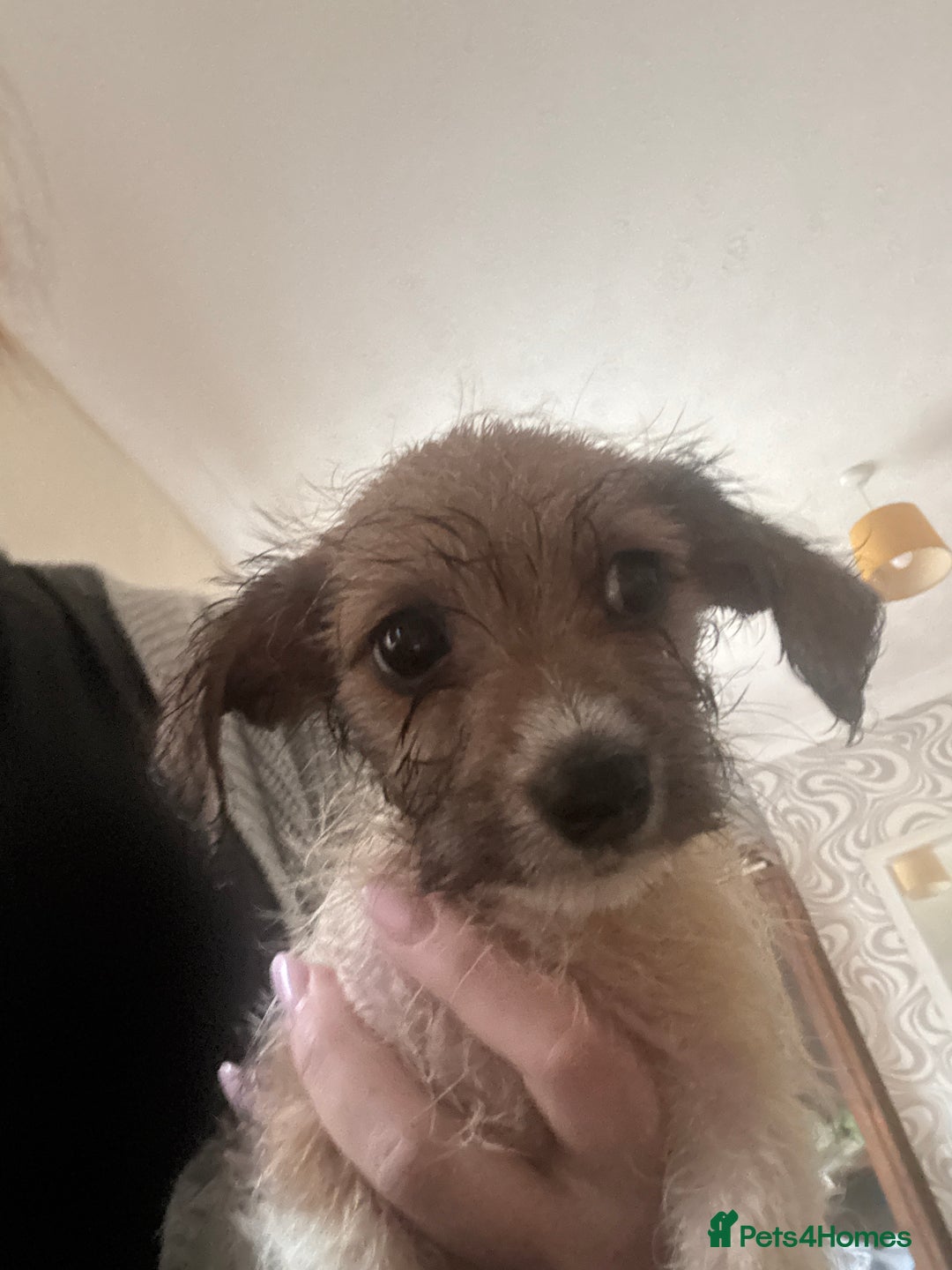 Dachshund dogs for sale: 5 dachshund x cavachon pups for sale  - Image 2