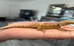 Bearded Dragon reptiles for sale: 60 Baby bearded dragons - Image 8