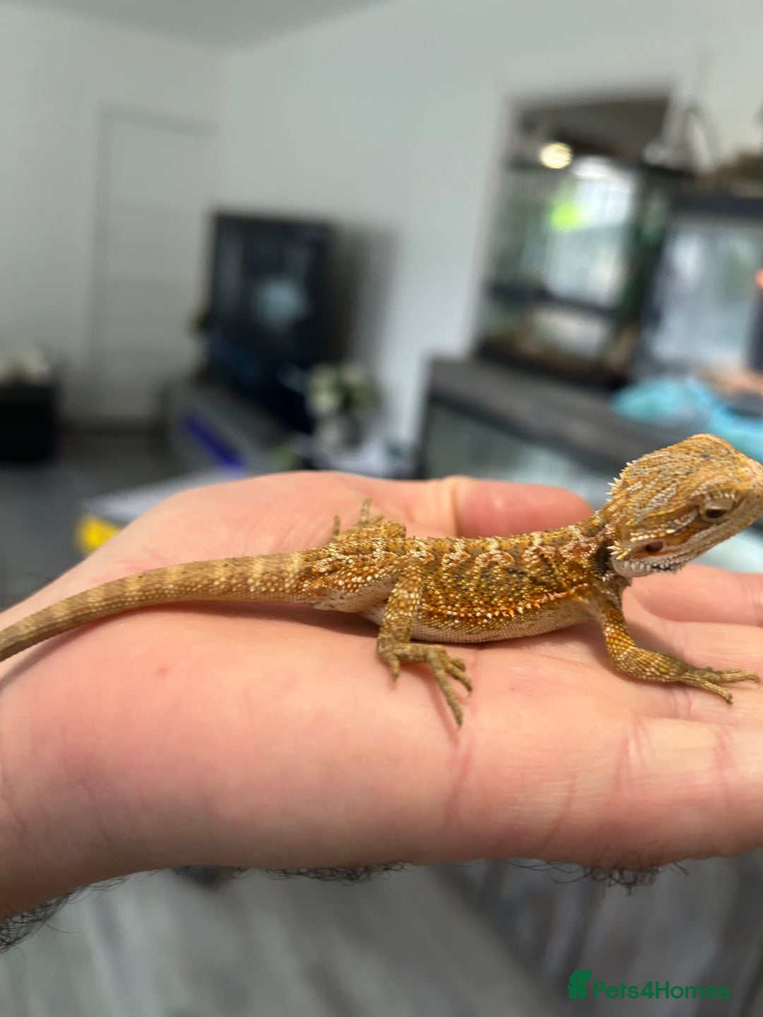 Bearded Dragon reptiles for sale: 60 Baby bearded dragons - Image 8