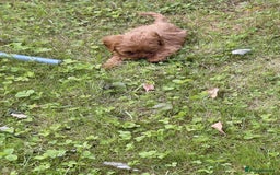 Cavapoo dogs for sale: Beautiful cavapoos  - Image 21