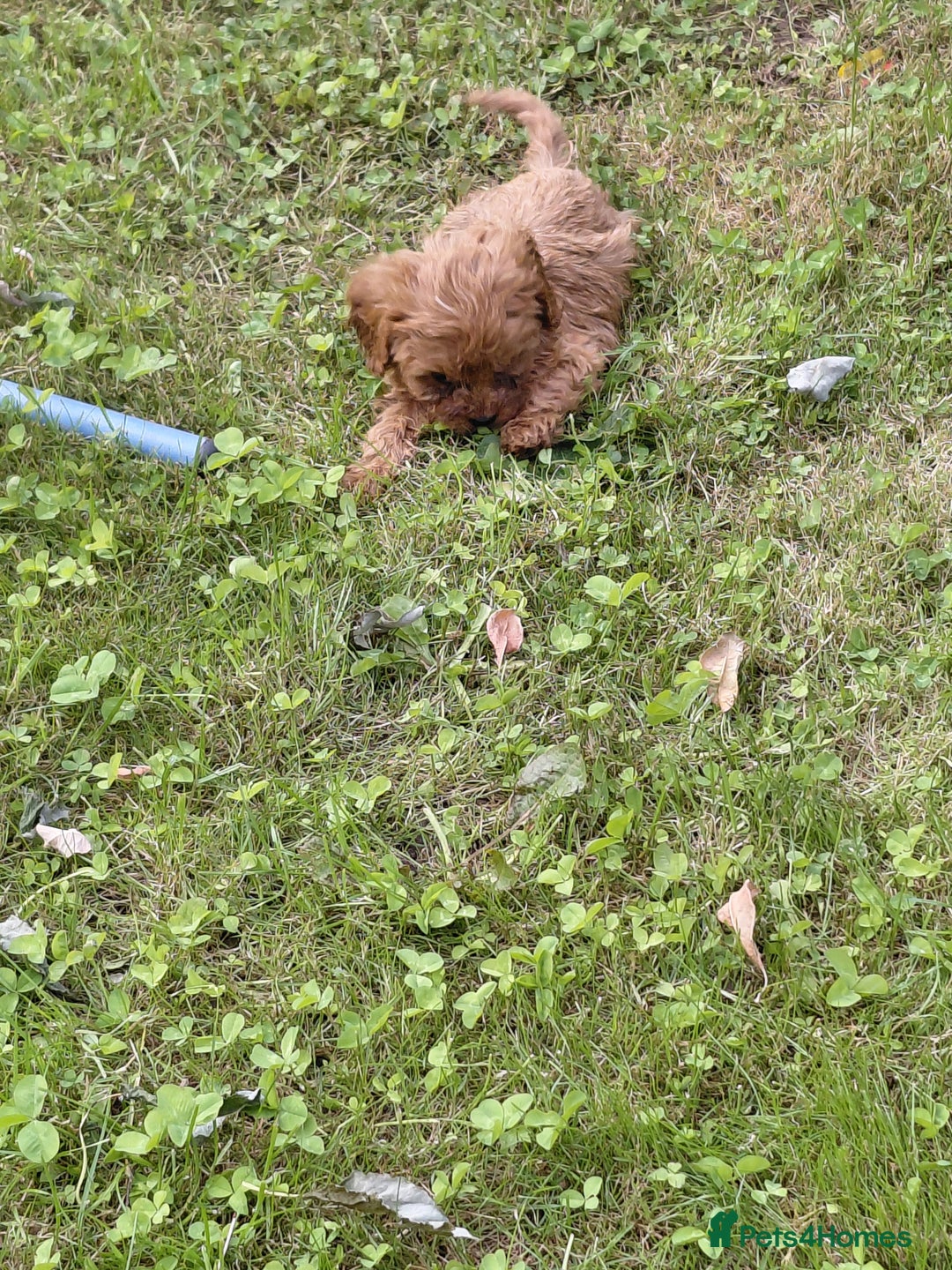 Cavapoo dogs for sale: Beautiful cavapoos  - Image 21