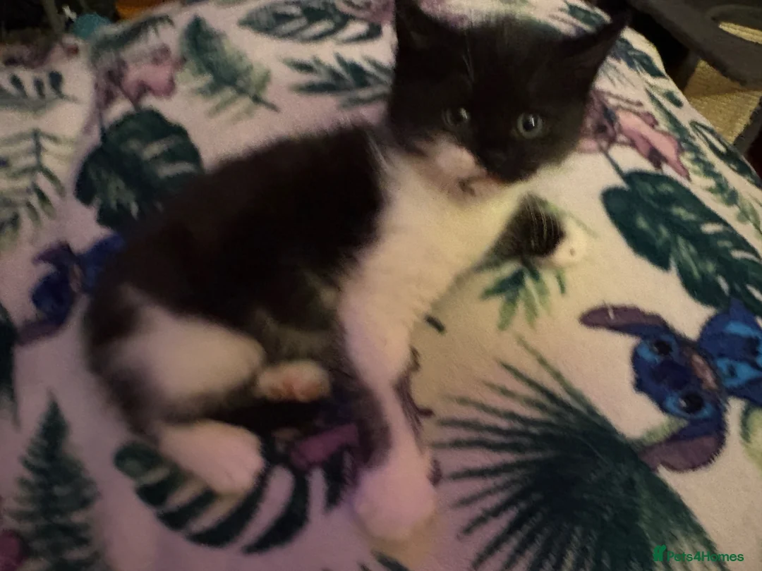 Mixed Breed cats for sale: 2 beautiful male kittens  - Advert 2