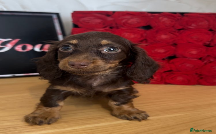 Miniature Dachshund dogs - Advert 9