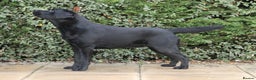 Labrador Retriever dogs for stud: Labrador Stud Dog Black in Spalding - Advert 3