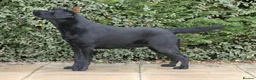 Labrador Retriever dogs for stud: Labrador Stud Dog Black in Spalding - Advert 3