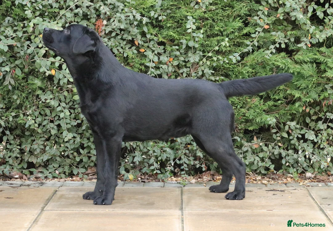 Labrador Retriever dogs for stud: Labrador Stud Dog Black in Spalding - Advert 3