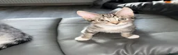 Maine Coon cats for sale: Maine Coon  - Advert 9