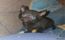 British Shorthair cats for sale: 4 Beautiful Black Kittens  - Image 10