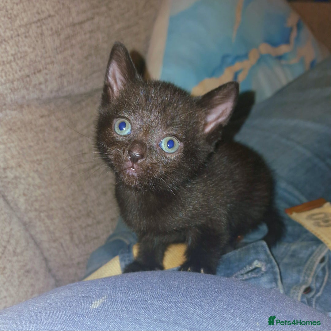 British Shorthair cats for sale: 4 Beautiful Black Kittens  - Image 10