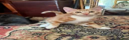 Mixed Breed cats for sale: 4 Beautiful Kittens in Erith - Advert 11
