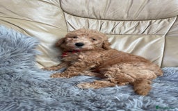 Poochon dogs for sale: Poochon girl and boys💥 - Image 6