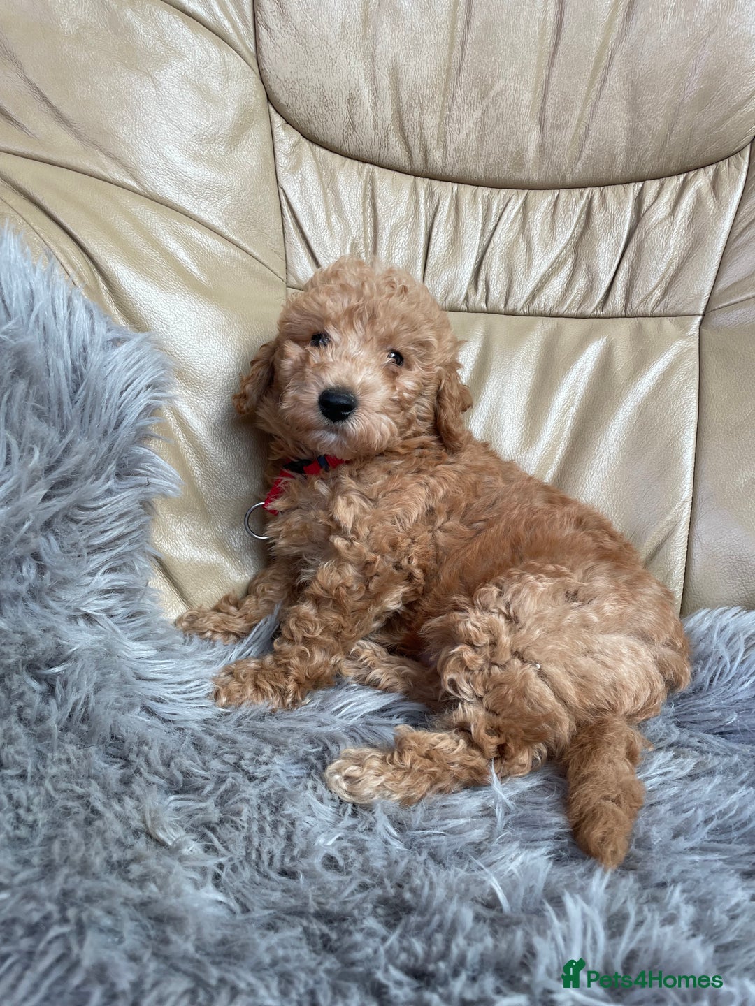 Poochon dogs for sale: Poochon girl and boys💥 - Image 6