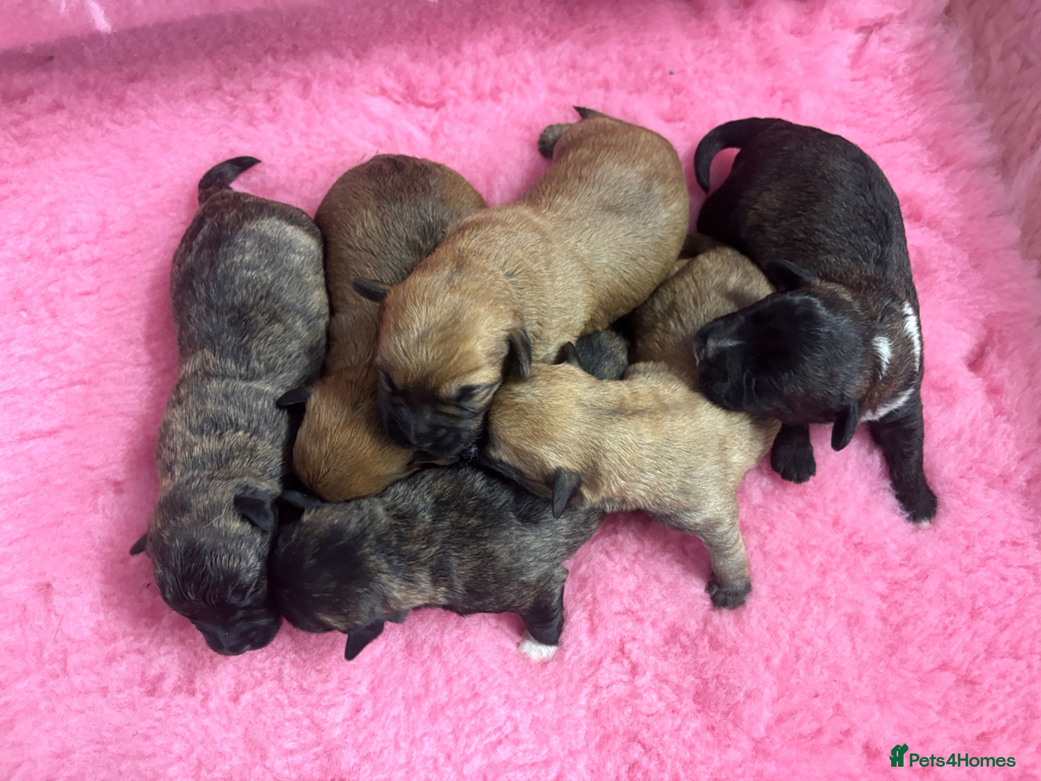 Mixed Breed dogs F1 Cairndoodle Puppies  - Advert 1