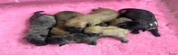Mixed Breed dogs for sale: F1 Cairndoodle Puppies  - Advert 1