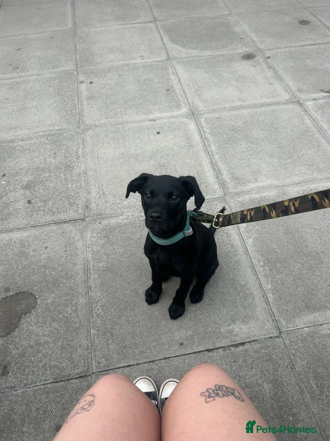 Mixed Breed dogs for sale: Puppy for Rehome in Pulborough - Advert 1