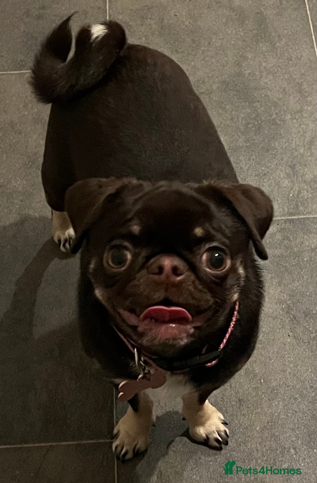 Pug dogs for sale: Tiny pug girl - Advert 20