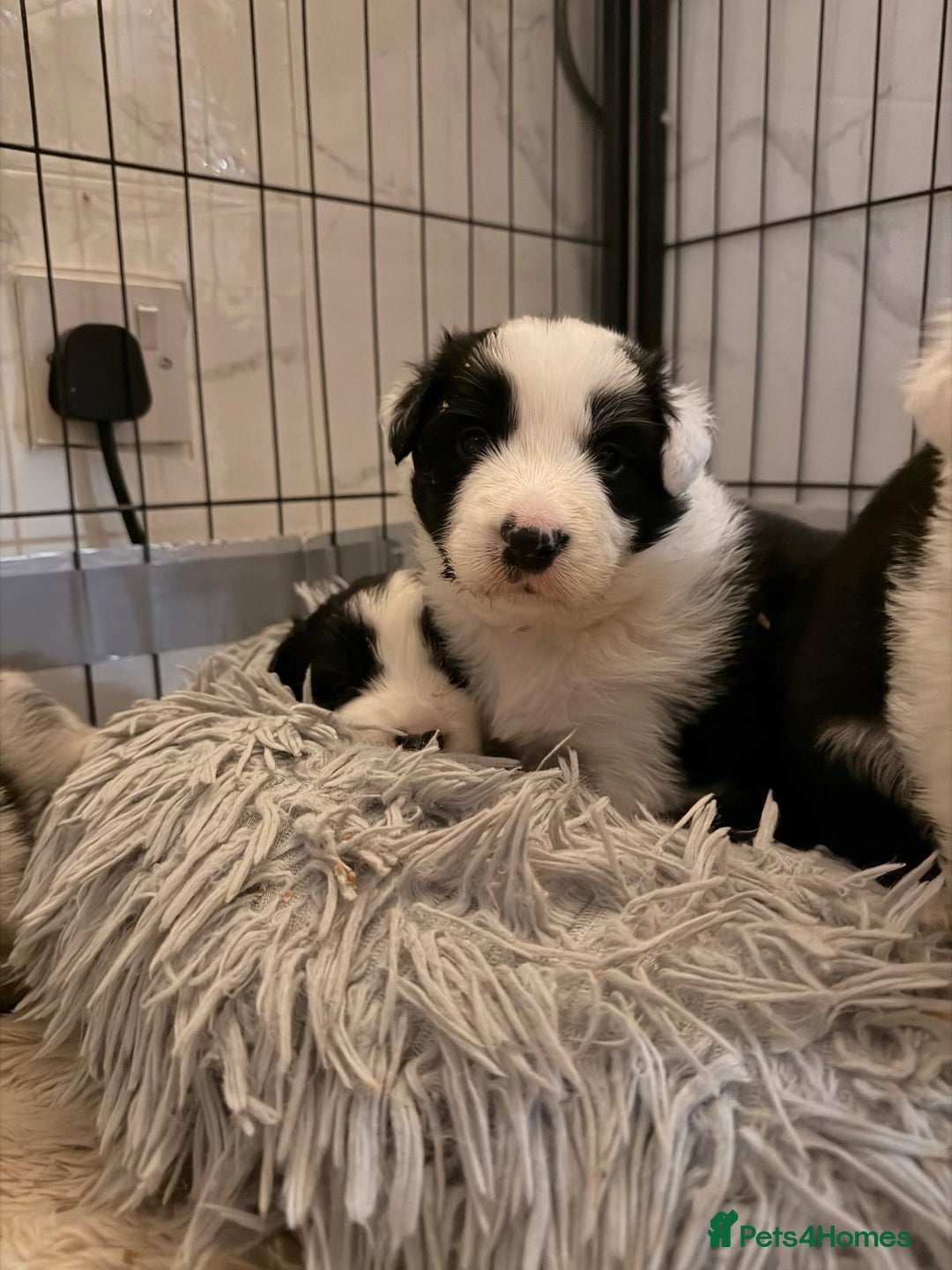 Border Collie dogs for sale: Stunning puppies from international champion line. - Advert 10