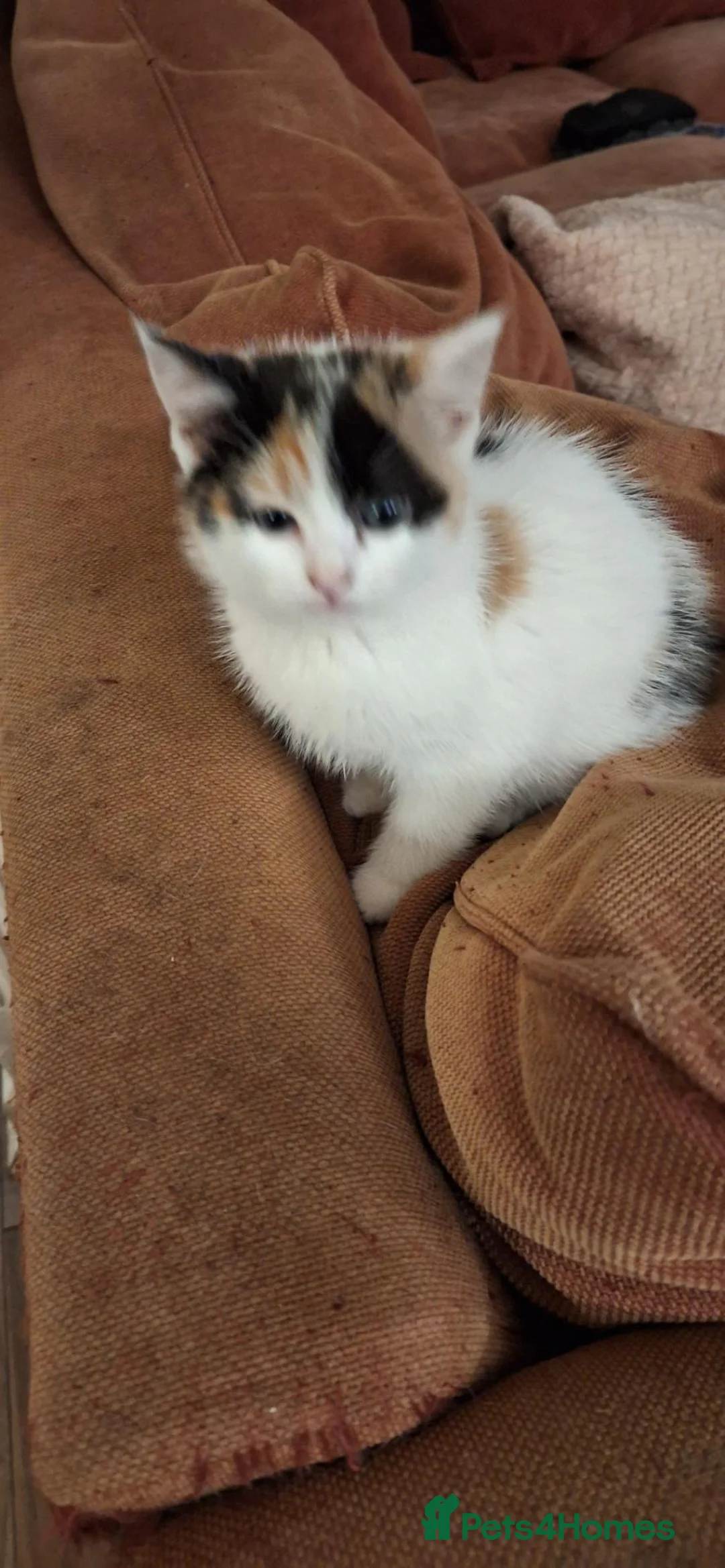 Mixed Breed cats for sale: Stunning kittens for sale in Street - Advert 3