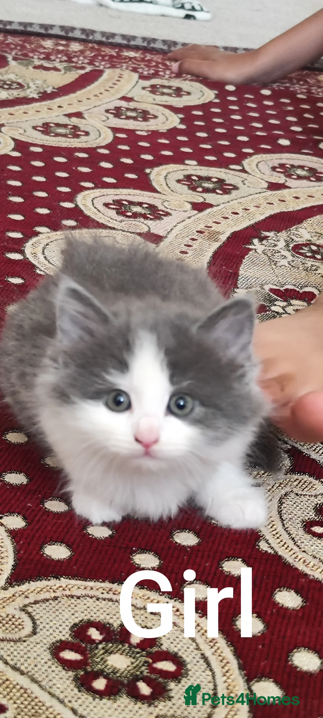 Mixed Breed cats for sale: 5 beautiful kittens looking for home - Advert 10