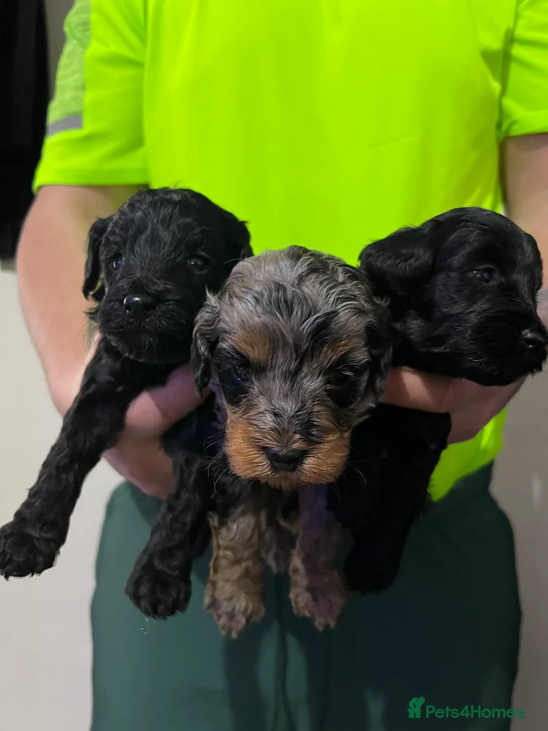 Cockapoo dogs for sale: FB1 cockapoo pups - Advert 4