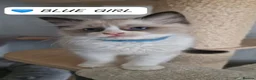 Ragdoll cats for sale: Last 3 Luxury Kittens left -European line Ragdoll - Advert 15