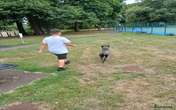 Cane Corso dogs for sale: Cane corso - Image 1