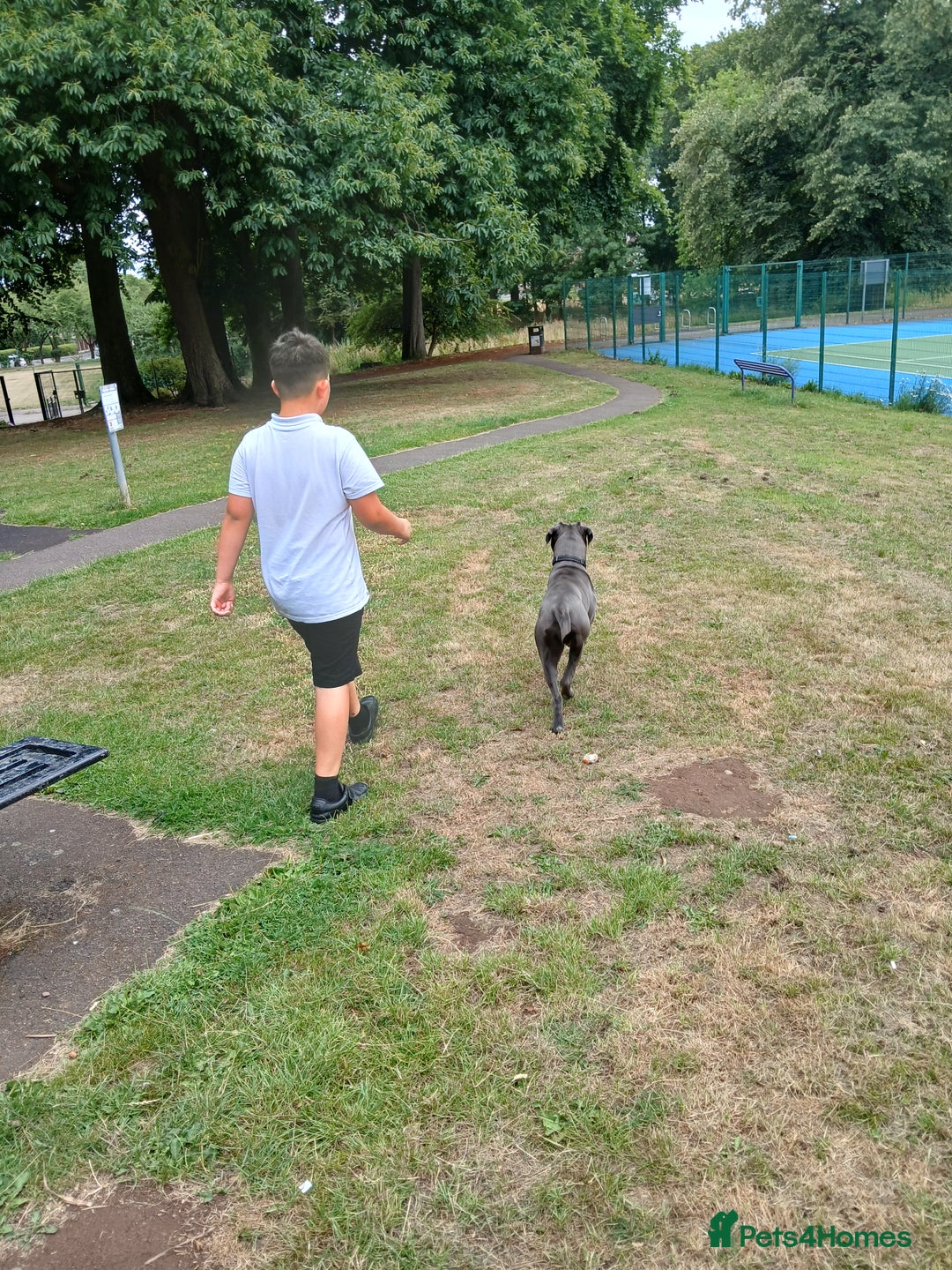 Cane Corso dogs for sale: Cane corso - Image 1