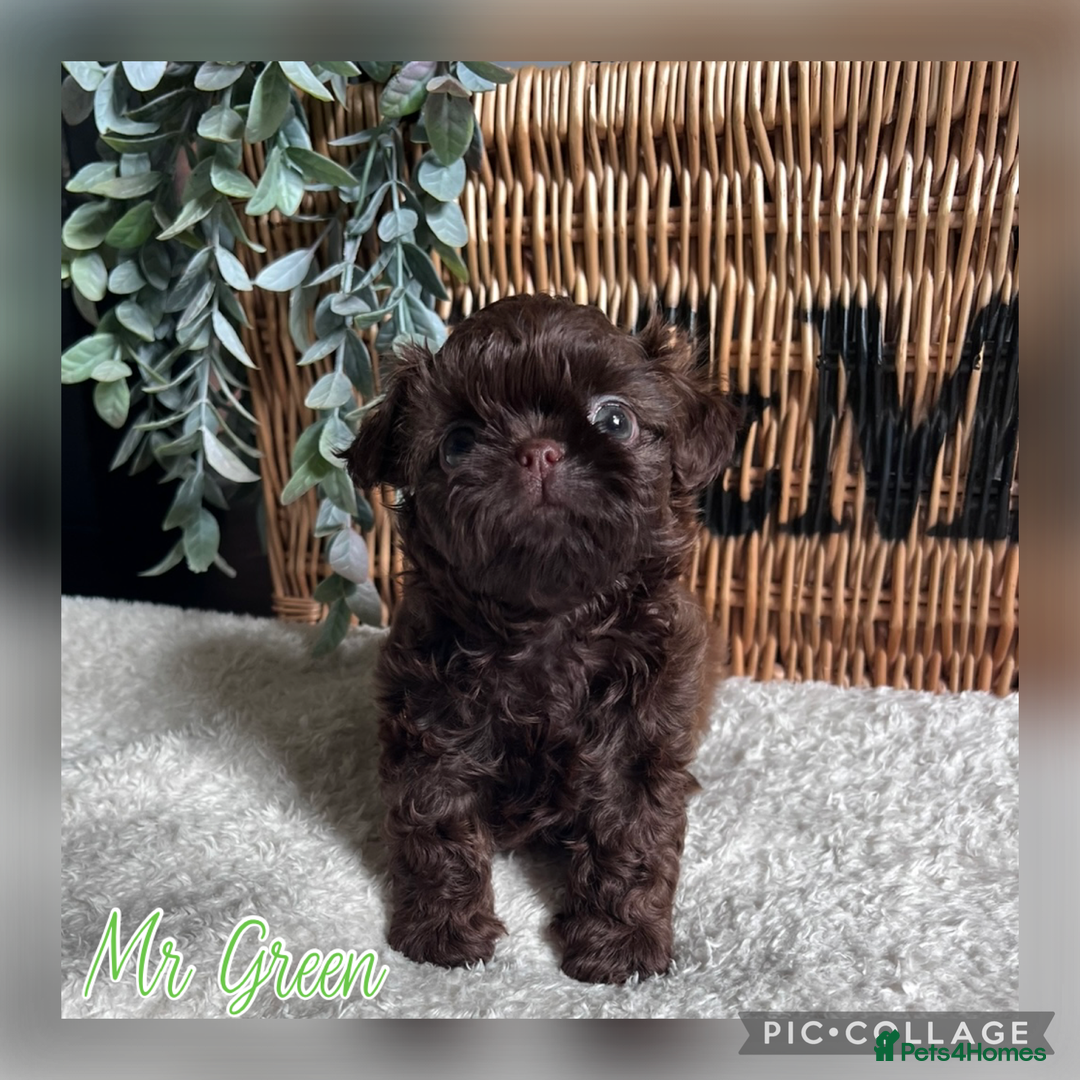 Shih Tzu dogs for sale: Stunning KC chocolate imperial Shihtzu puppies - Image 15