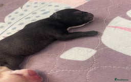 French Bulldog dogs for sale: KC Reg Frenchie Puppies - Image 4
