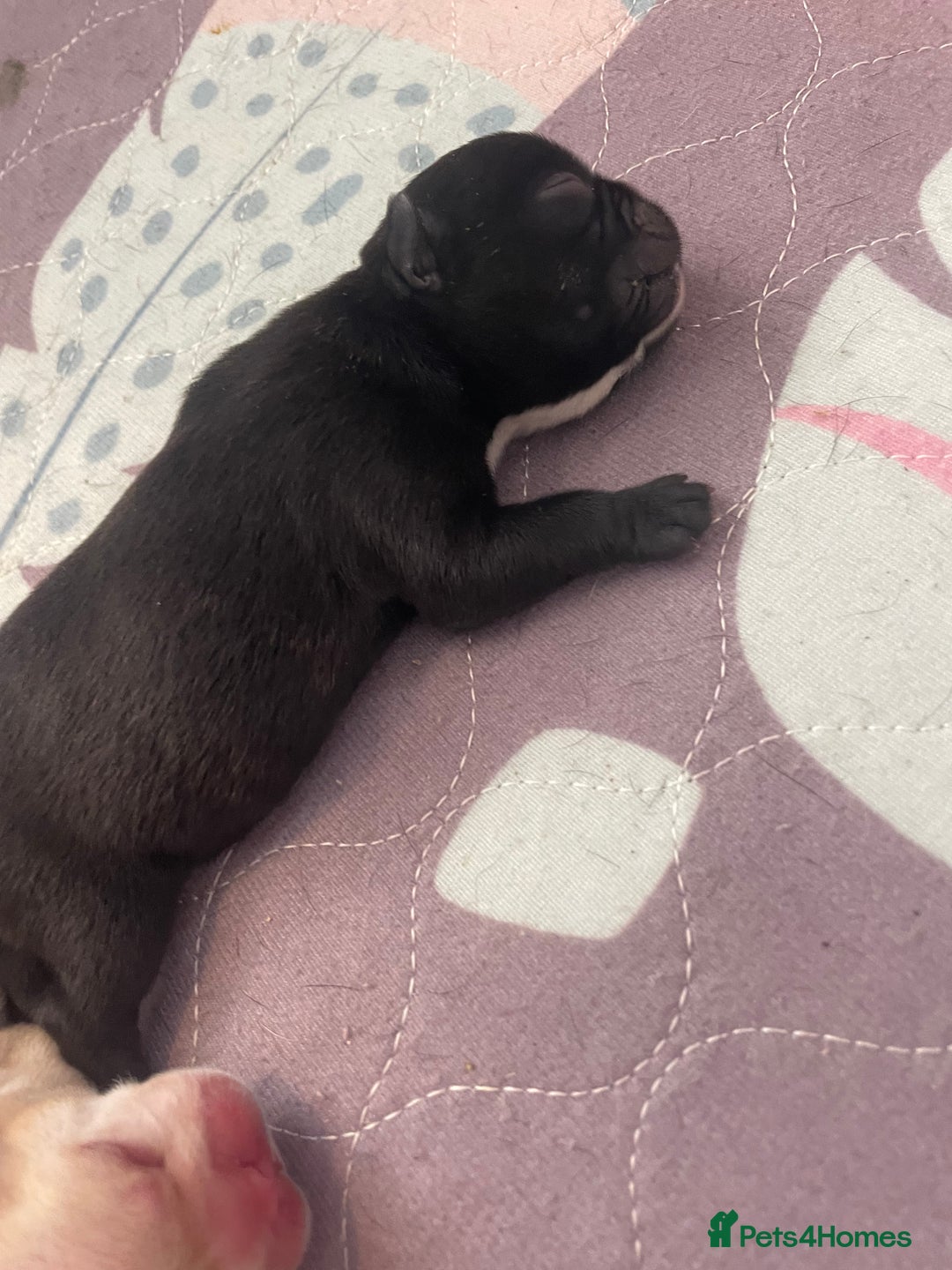 French Bulldog dogs for sale: KC Reg Frenchie Puppies - Image 4