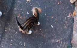 Mixed Breed cats for sale: Stunning kittens  - Image 4