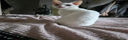 Devon Rex cats for sale: Devon rex cross in Oldbury - Advert 3