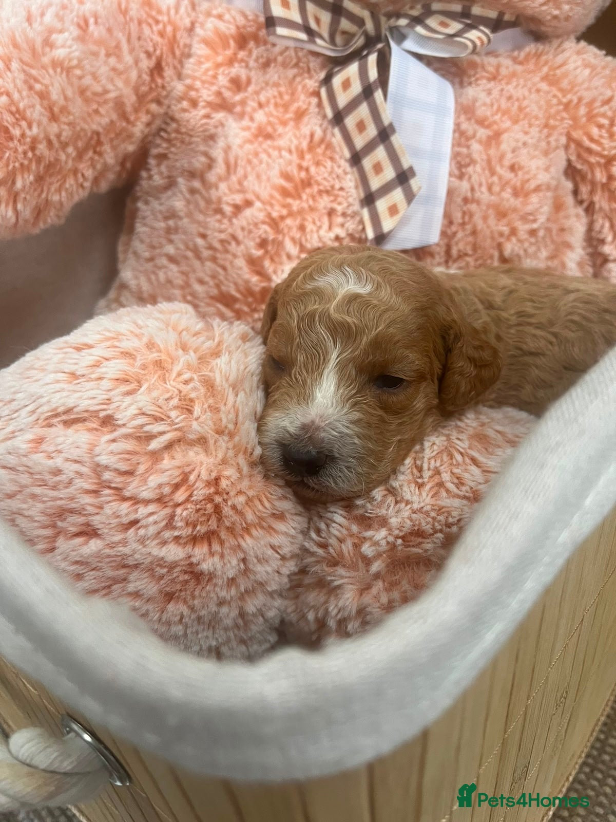 Cockapoo dogs F1 Cockerpoo Puppies - Advert 1
