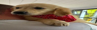 Golden Retriever Puppy 5