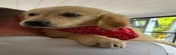 Golden Retriever dogs for sale: Last little girl fully vaccinated  - Advert 18